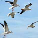 Liefdevol Vakmanschap